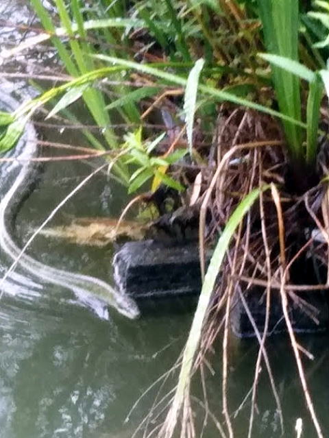 �s�E�r�̃w�r