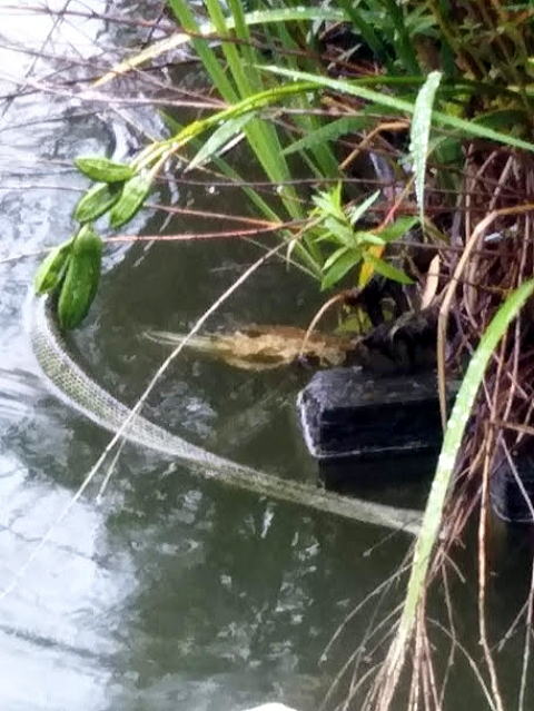 �s�E�r�̃w�r