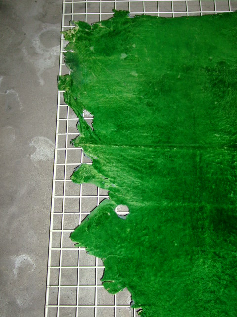 ムートン　羊皮　羊革　GREEN　グリーン　緑