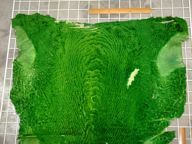 ���[�g���@�r��@�r�v�@GREEN�@�O���[���@��