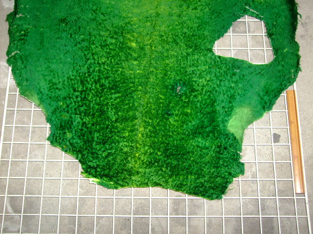 ���[�g���@�r��@�r�v�@GREEN�@�O���[���@��