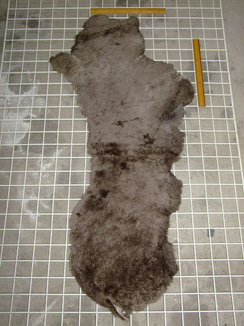 Mouton�@���[�g��